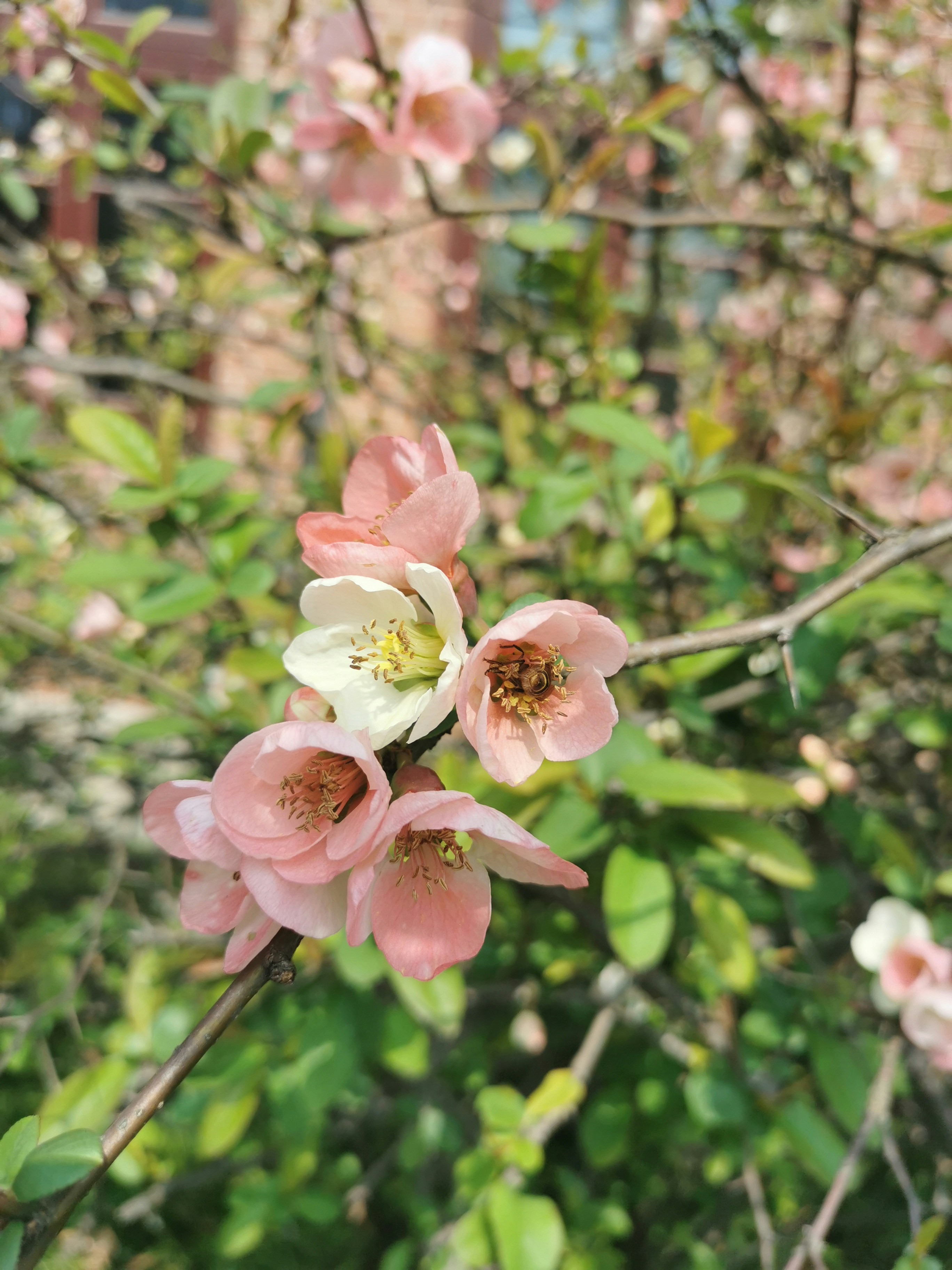 a close up of some flowers