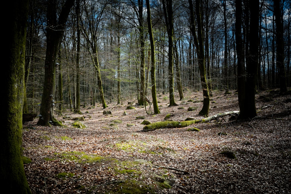 a forest with trees