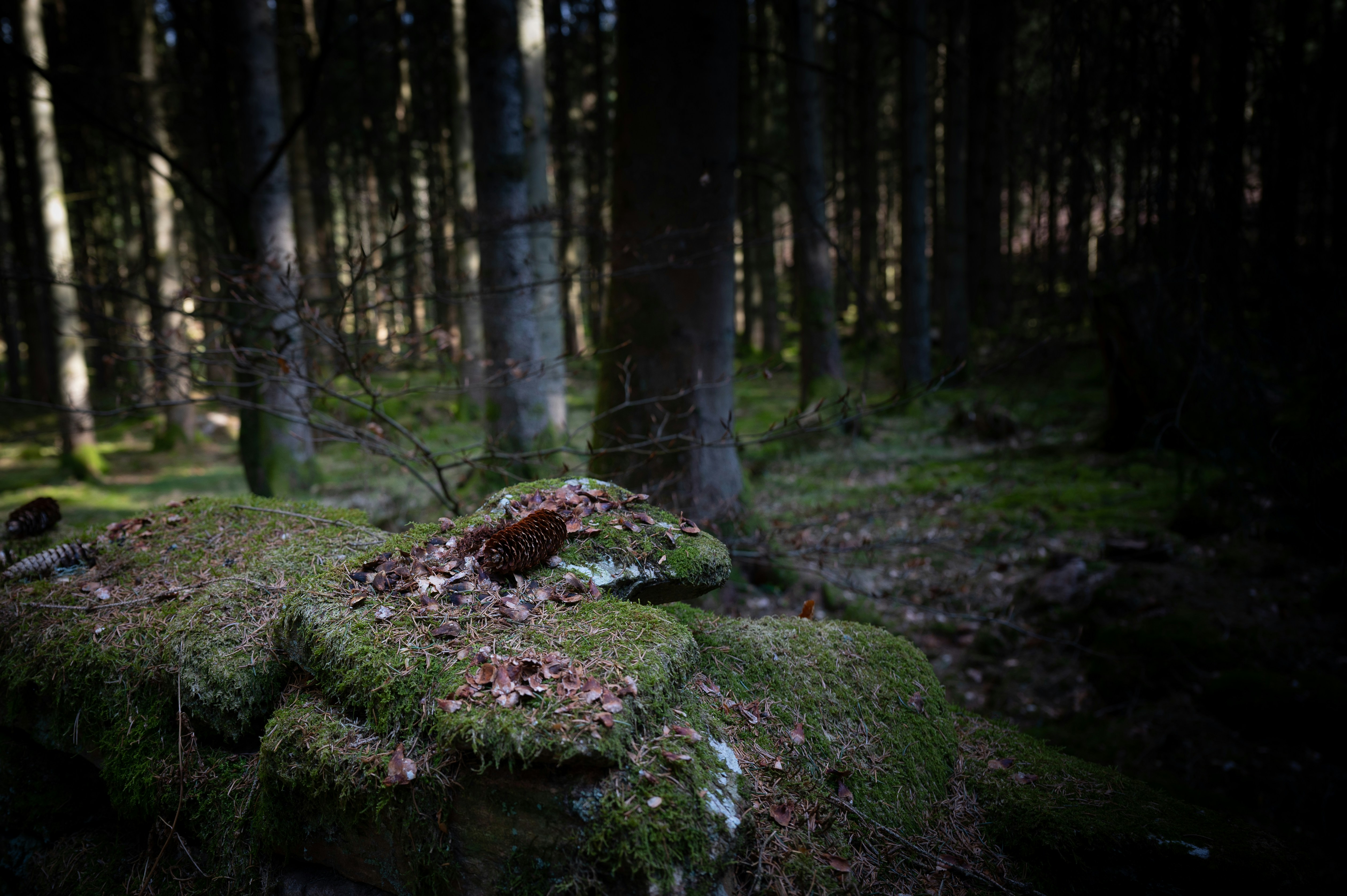 moss covered rocks in a forest