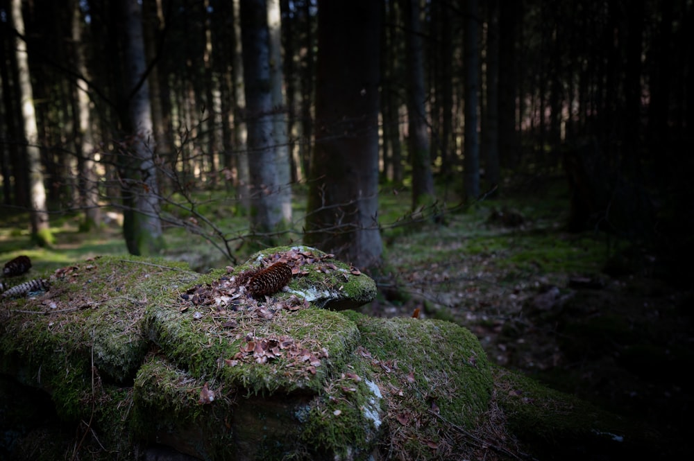 moss covered rocks in a forest