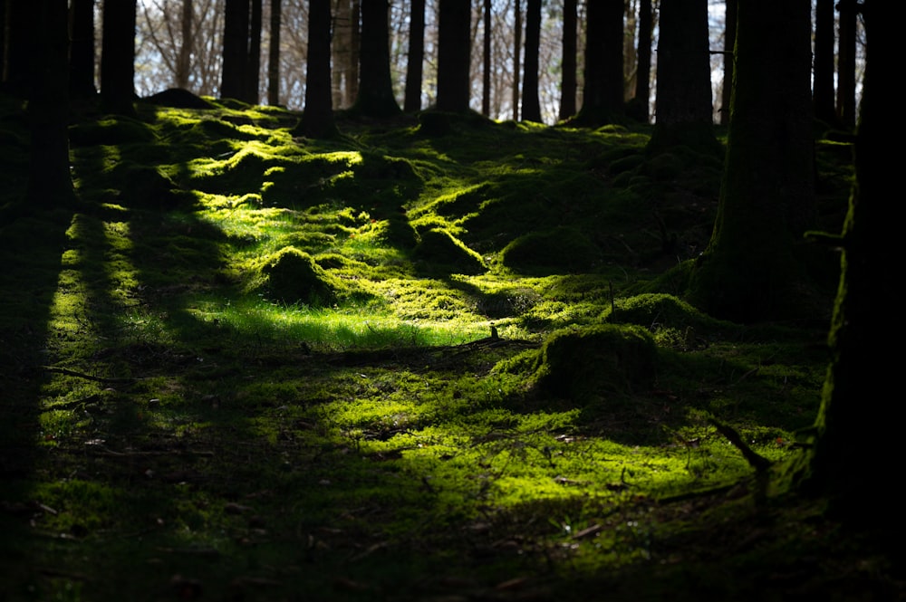 a forest with trees