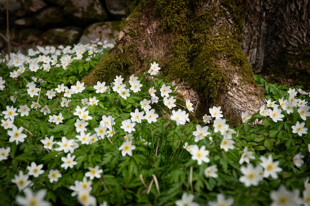 a field of white flowers