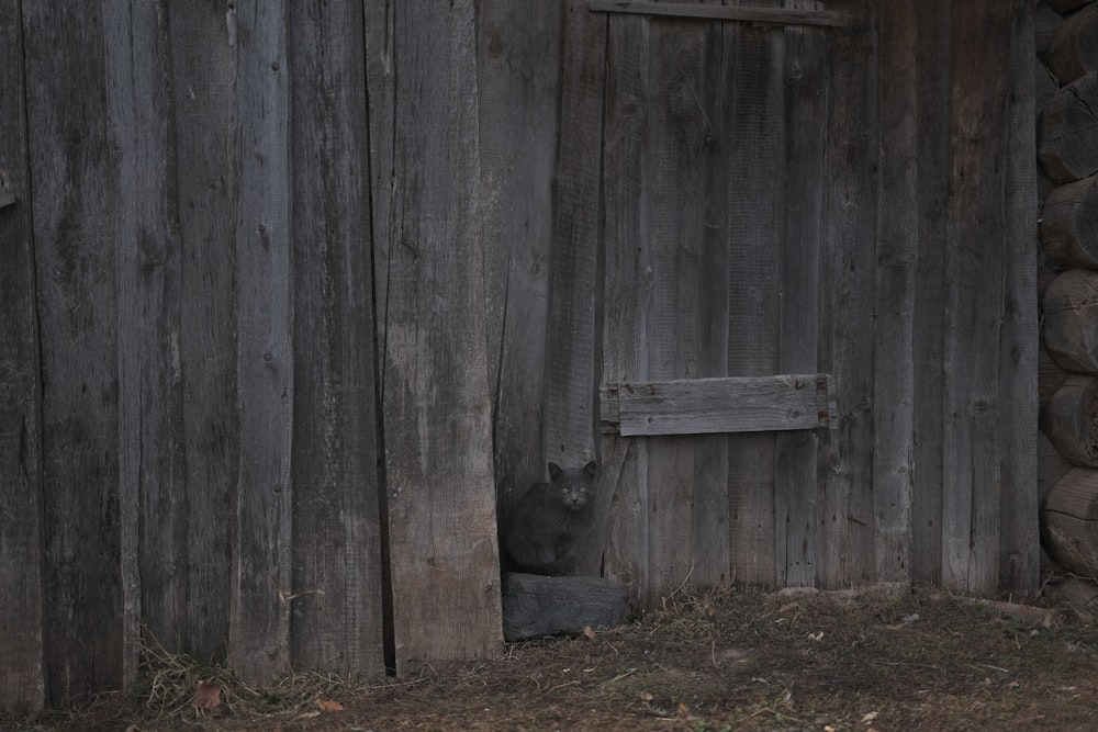 a cat sitting in front of a wooden fence