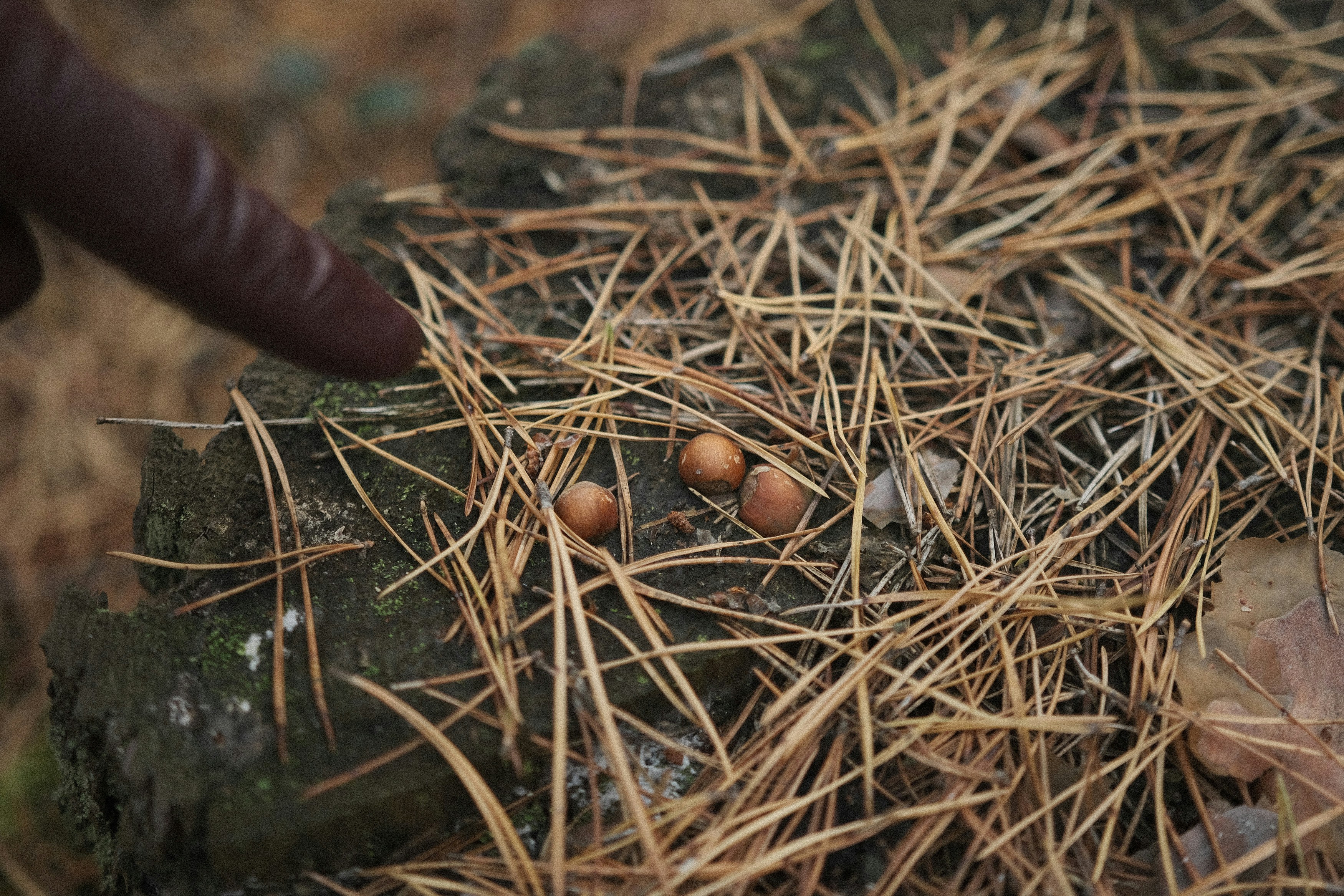 Three hazelnuts among pine needles. A gloved finger points at them.
