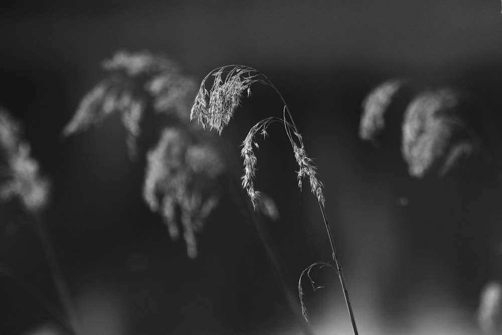 close up of a plant