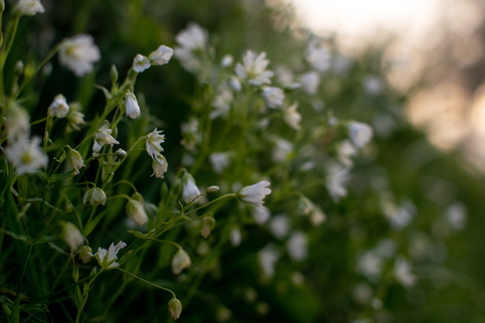 close up of white flowers