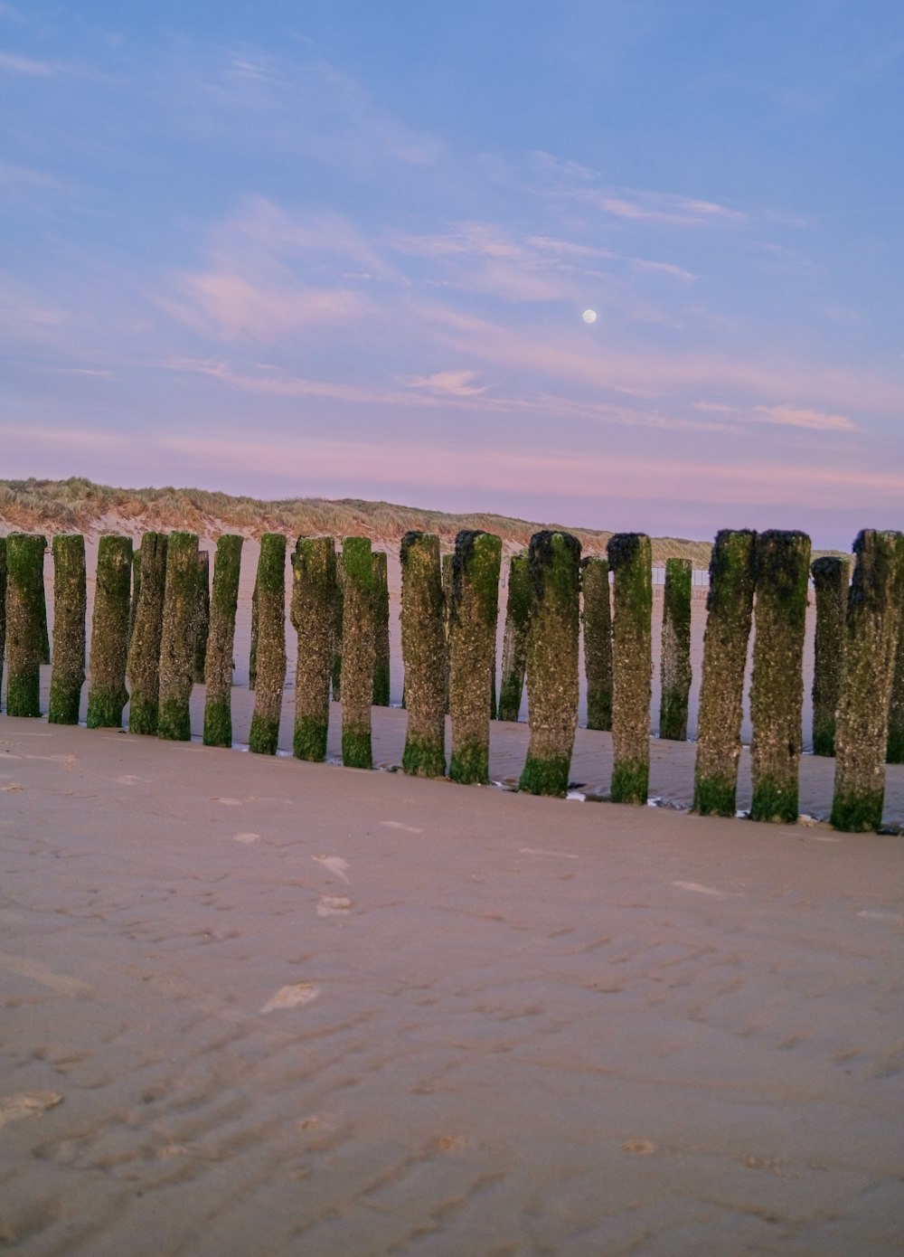 a row of cactus in a desert