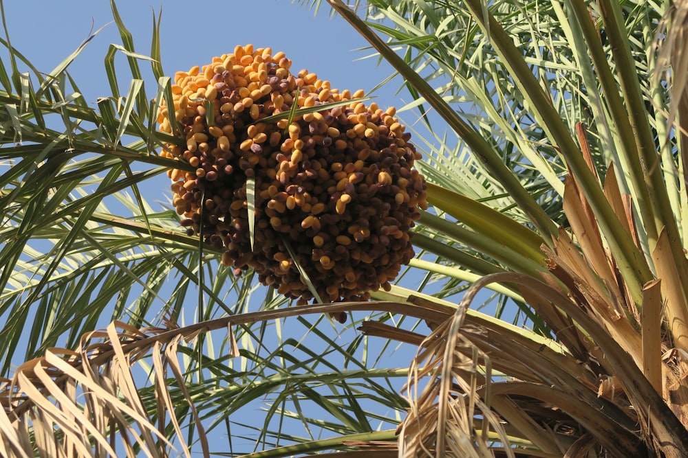 a pineapple growing on a tree
