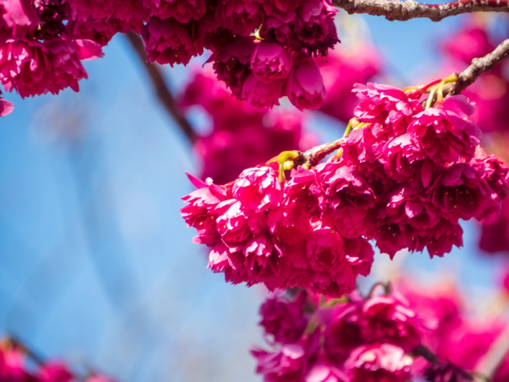 a close up of pink flowers