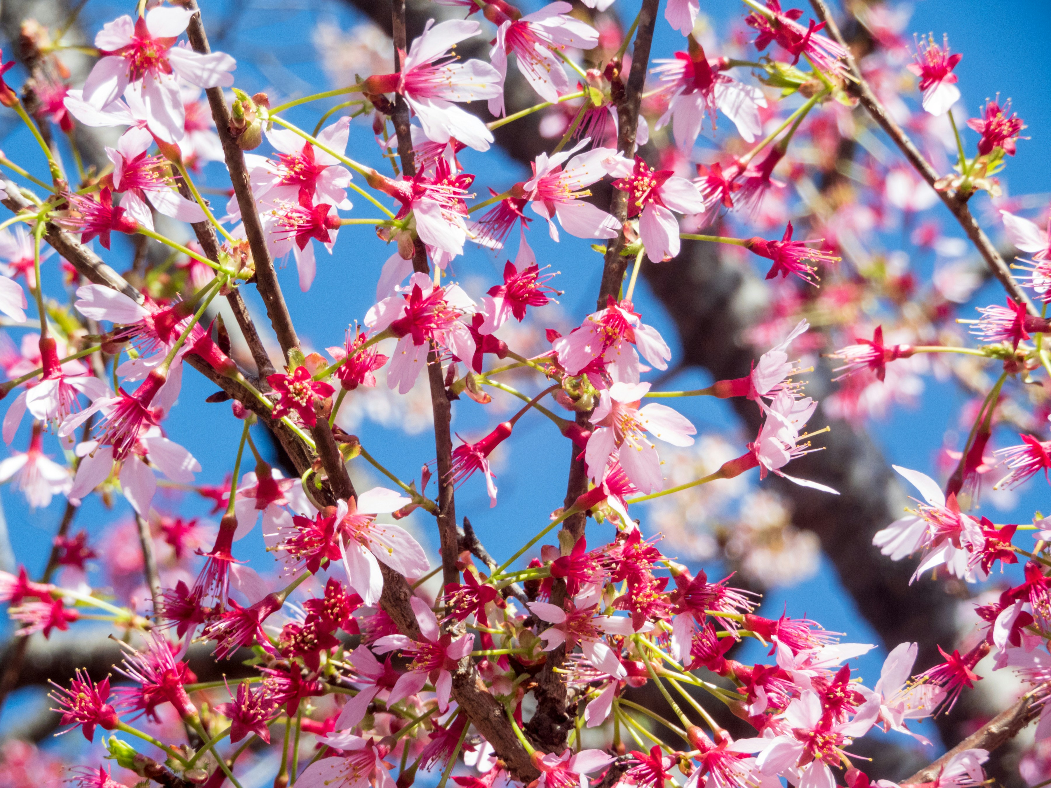 Photo by heppoko_yama