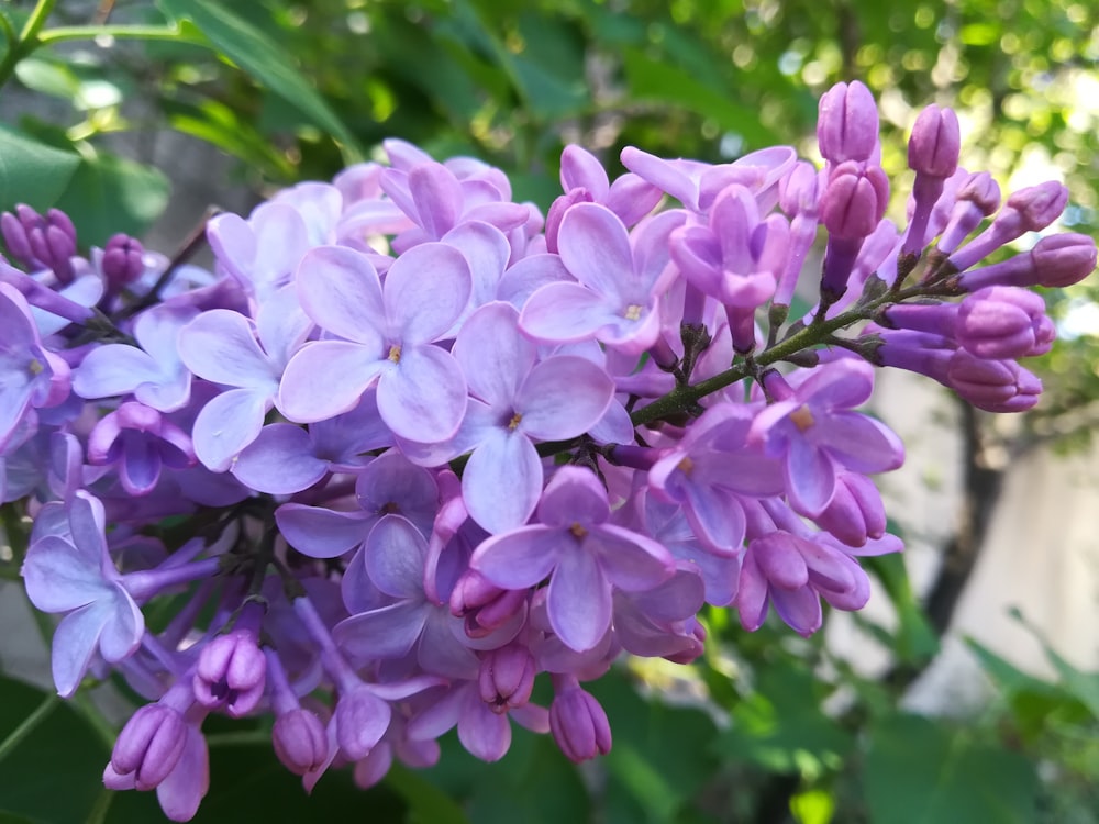 a group of purple flowers