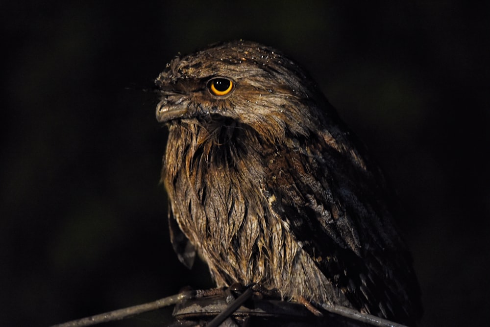 a brown and black bird