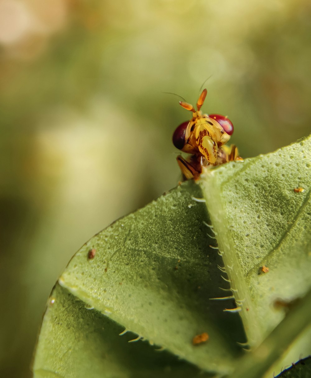 a bug on a leaf