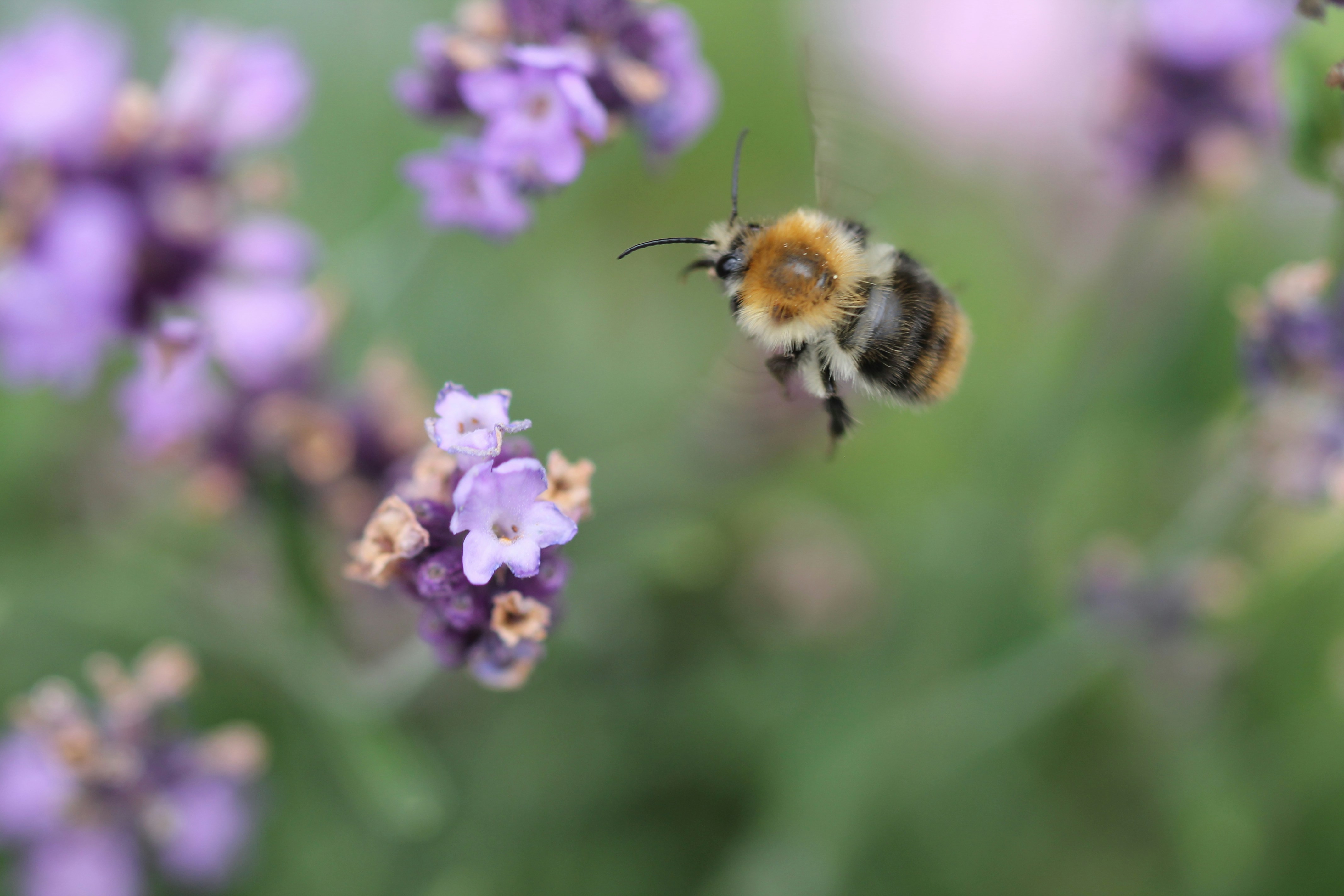 Photo by ninahanfeld