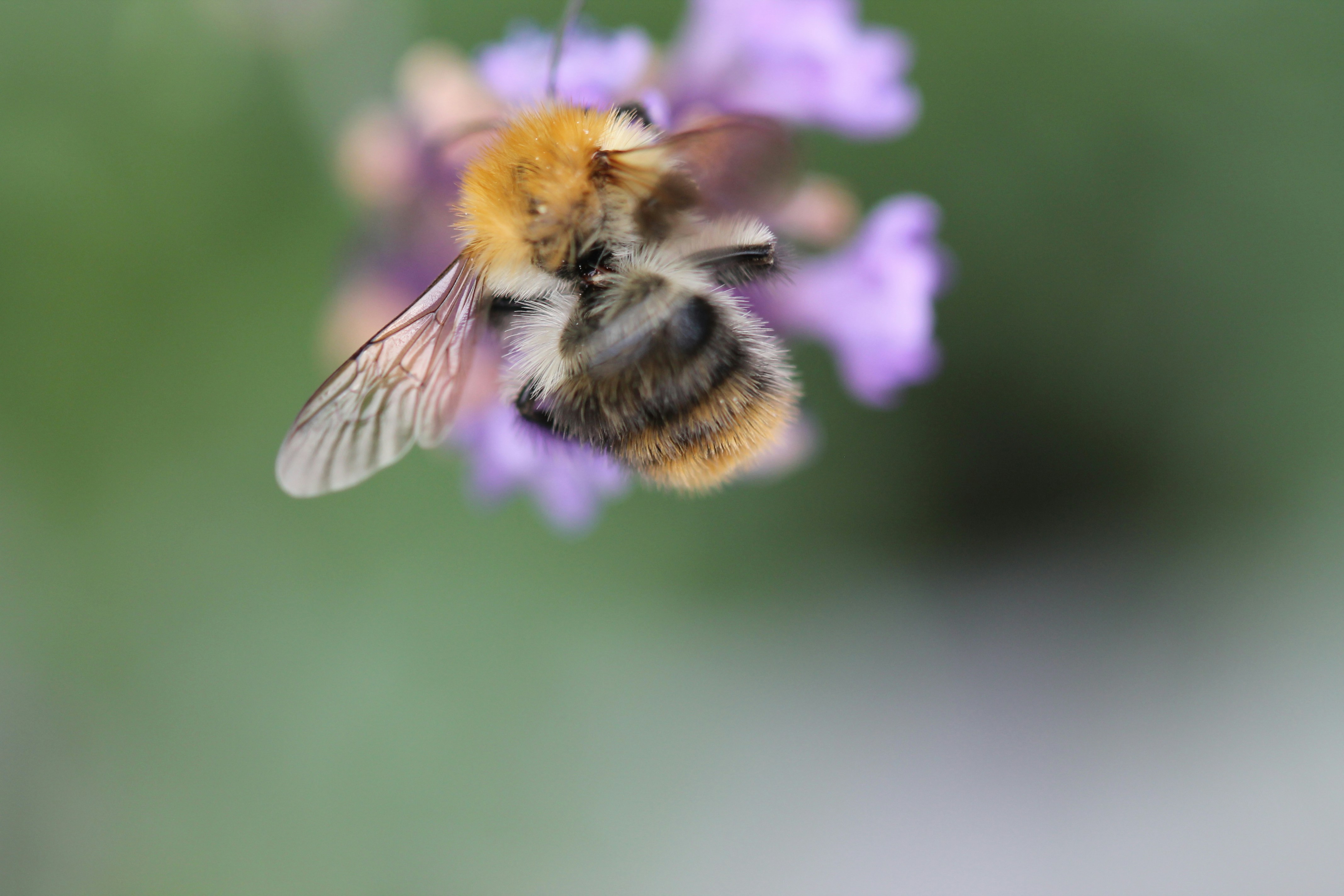 Photo by ninahanfeld