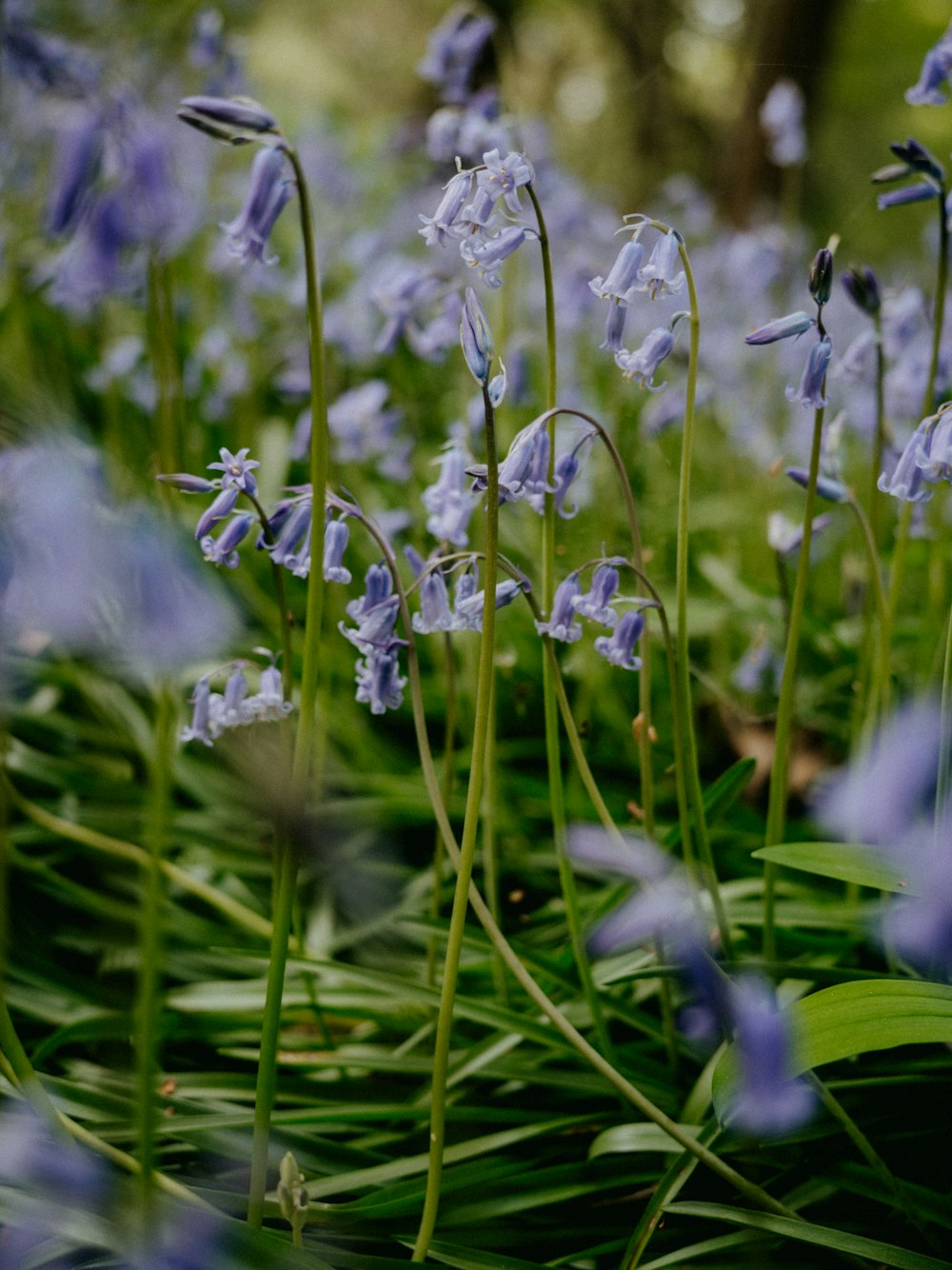 close up of flowers