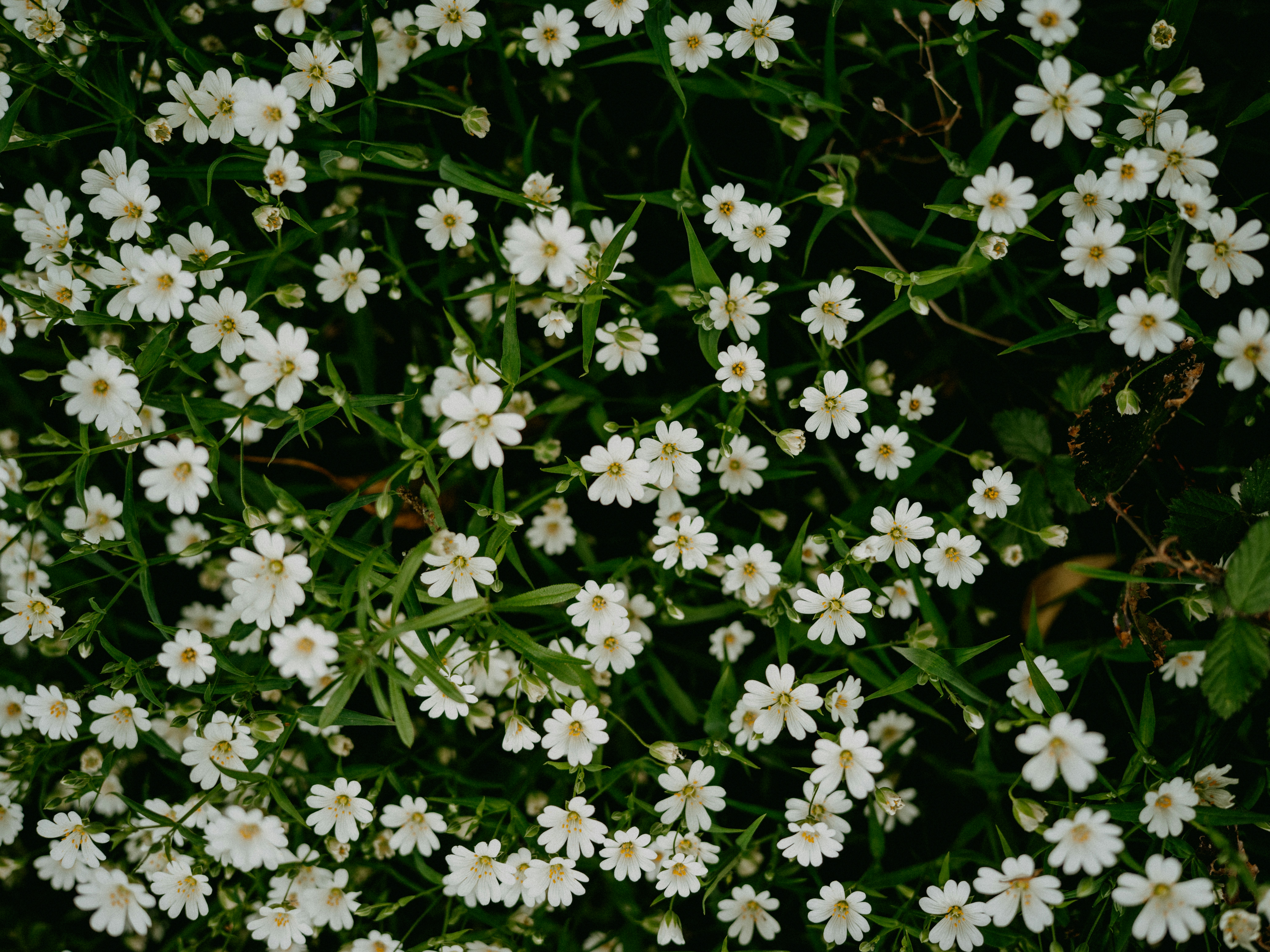 Photo by anniespratt