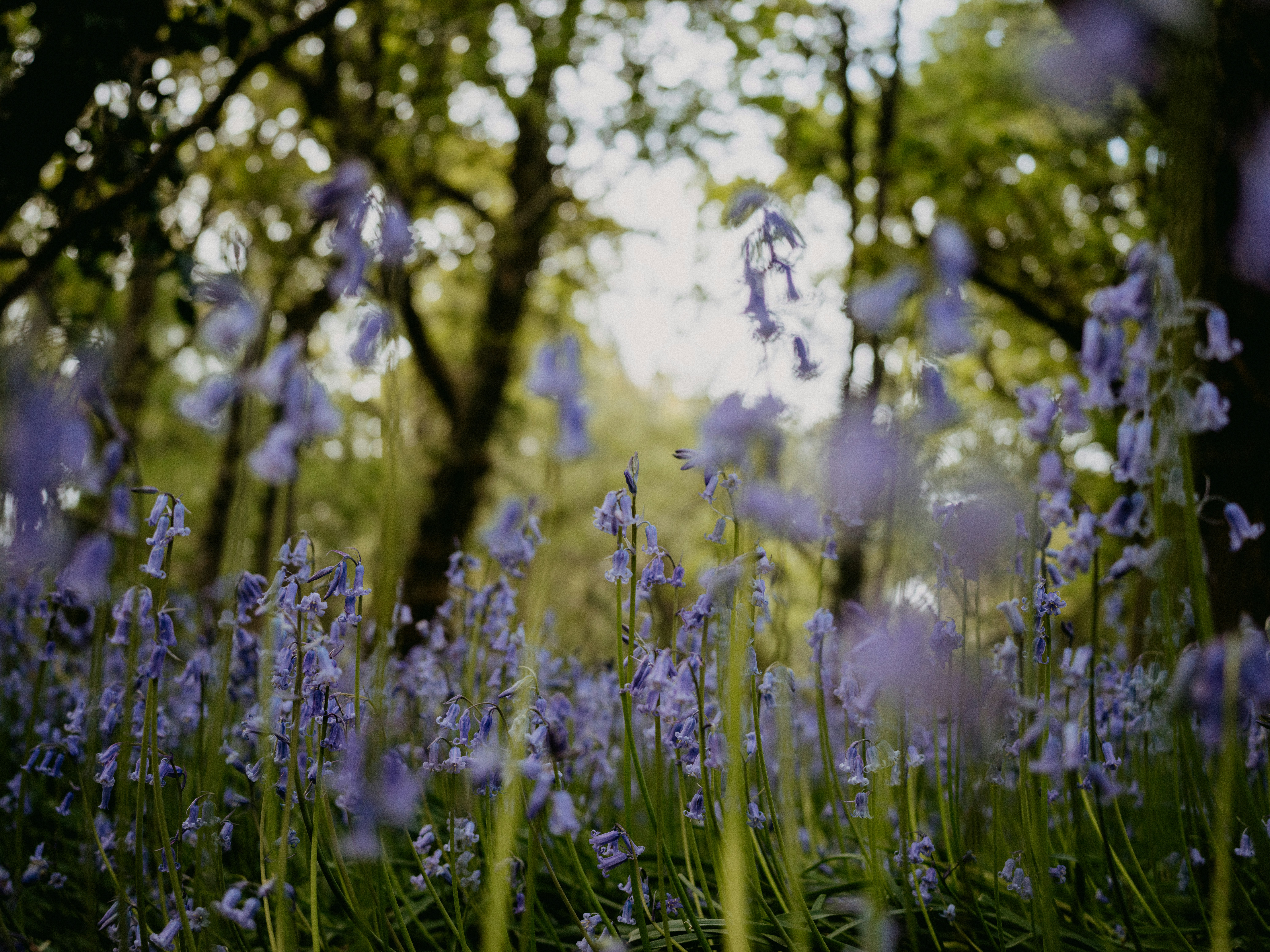 Photo by anniespratt