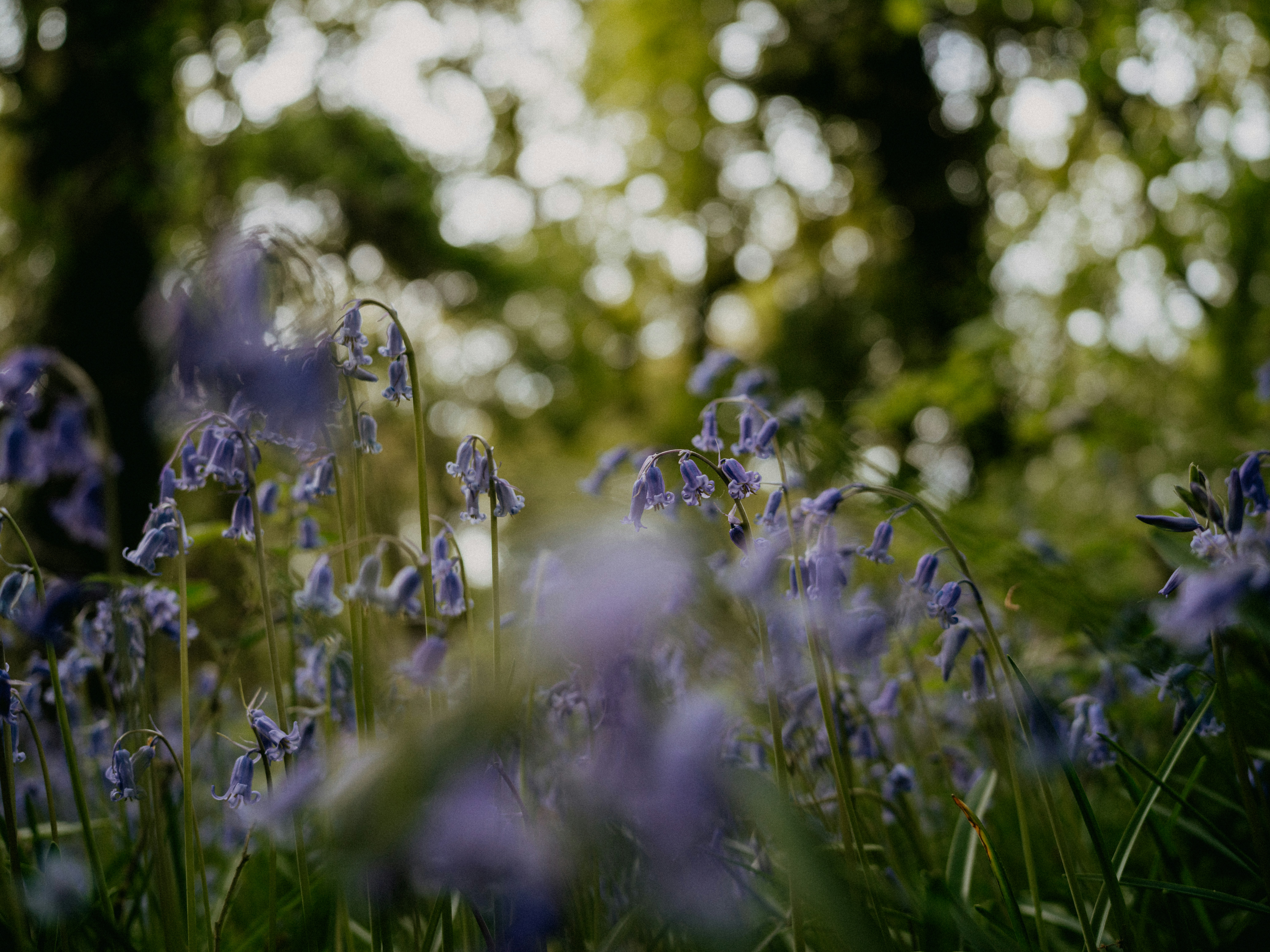 Photo by anniespratt