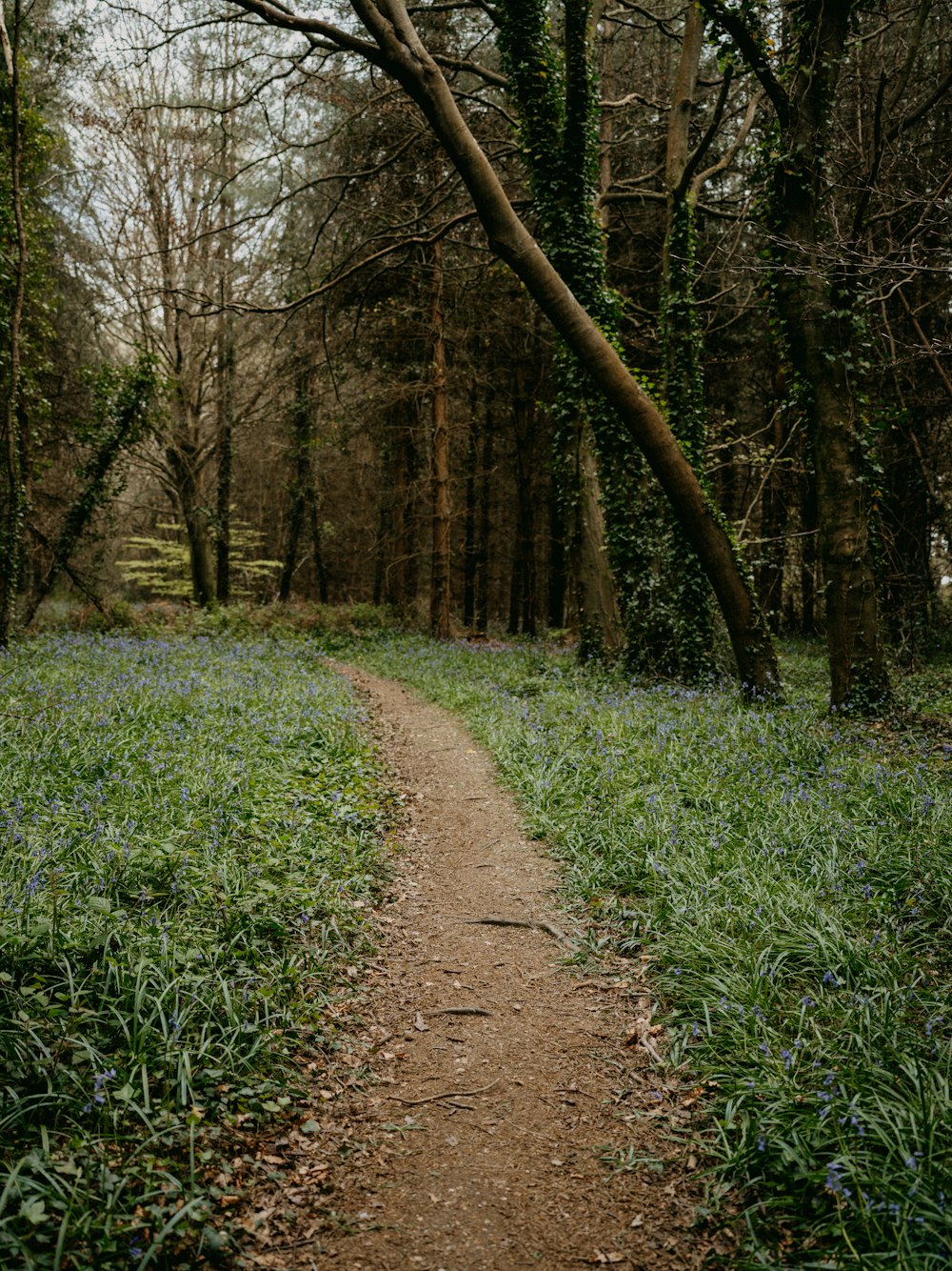 a dirt path through a forest