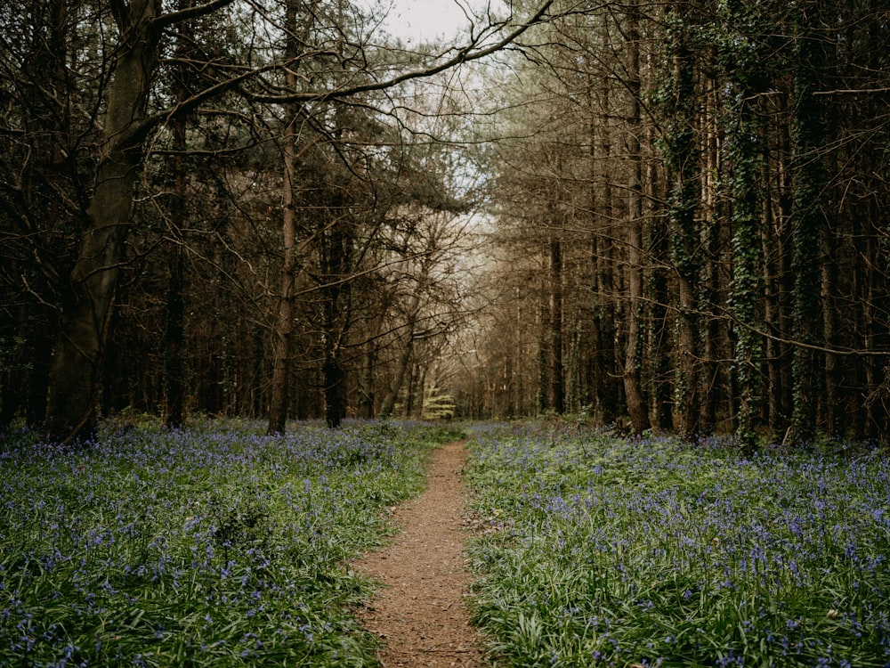 a dirt road in a forest