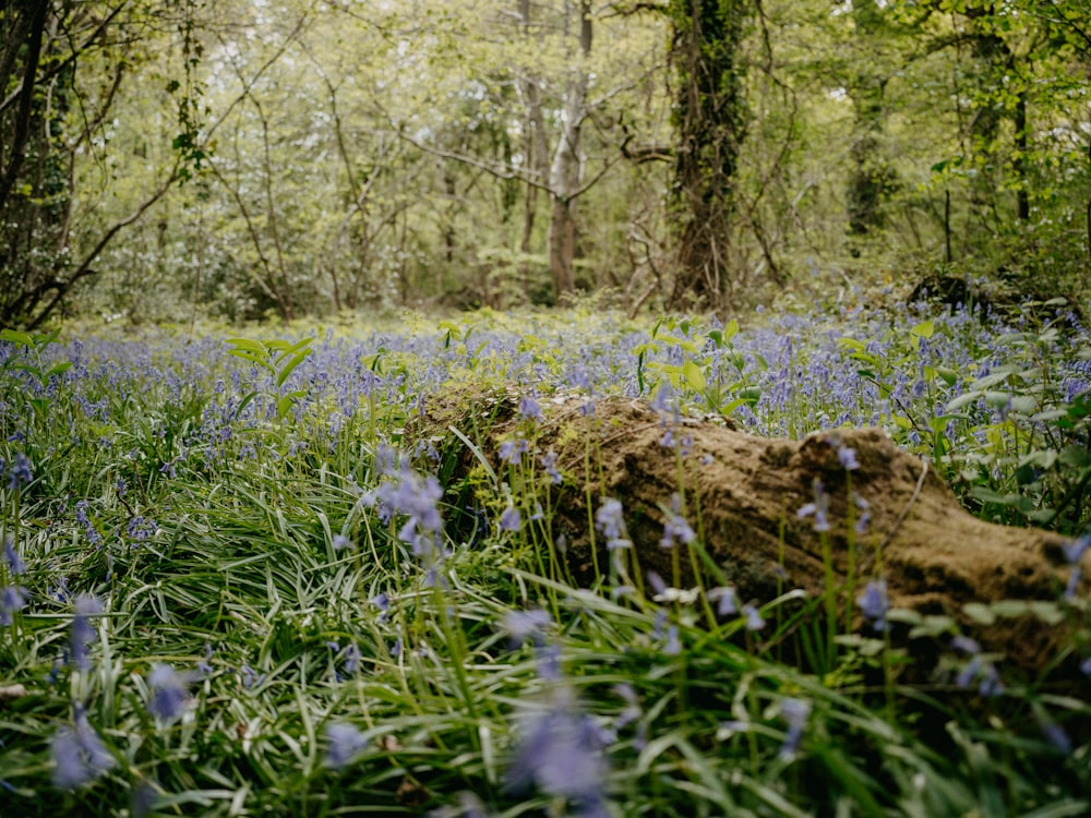 a small stream in a forest