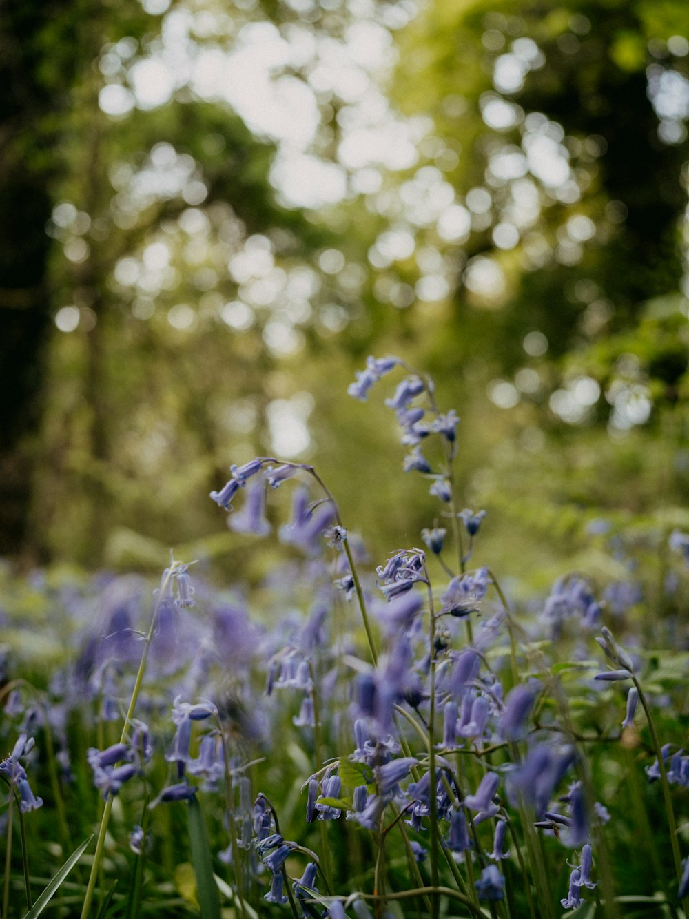 a close up of some flowers