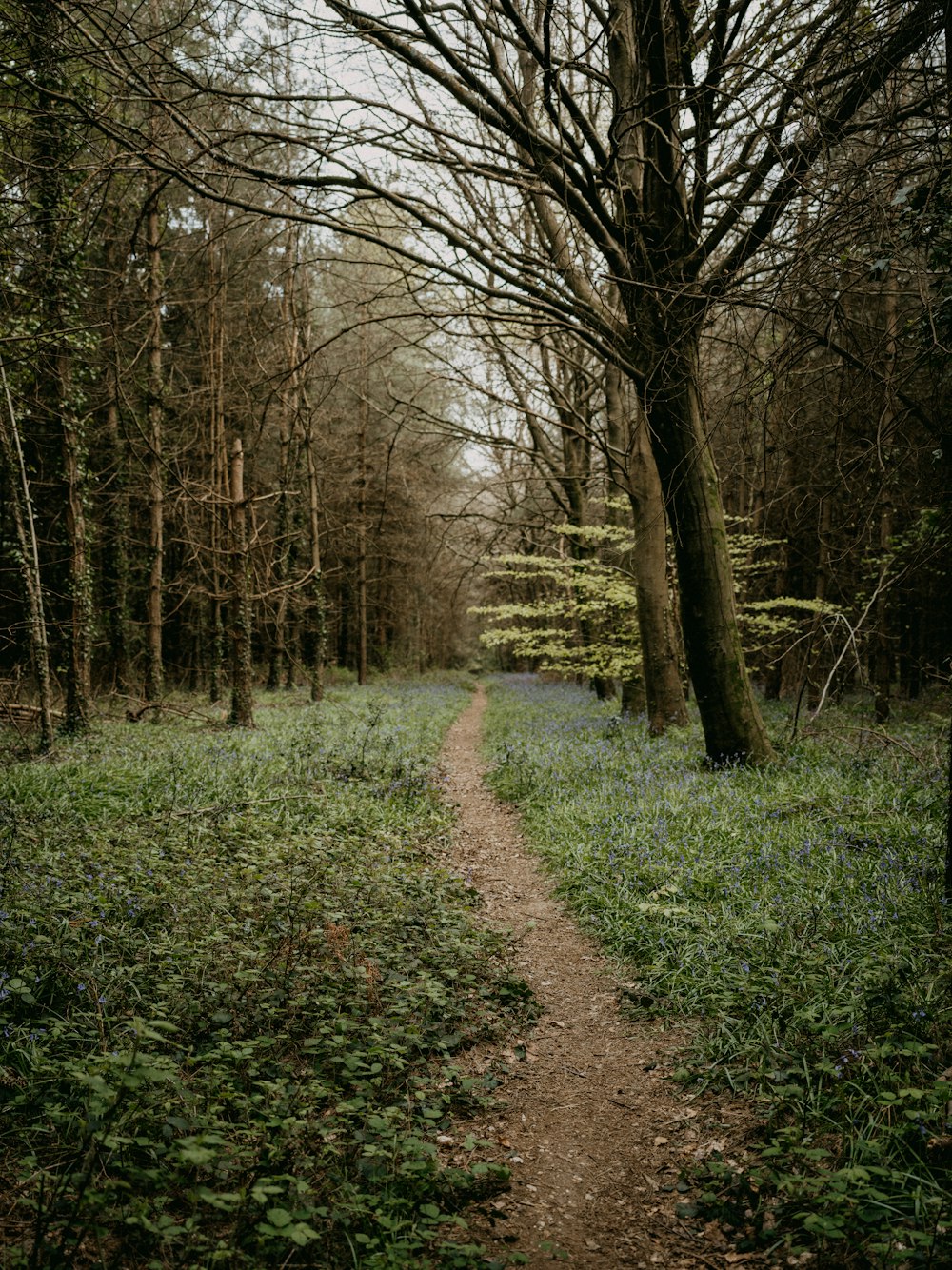 a dirt path through a forest