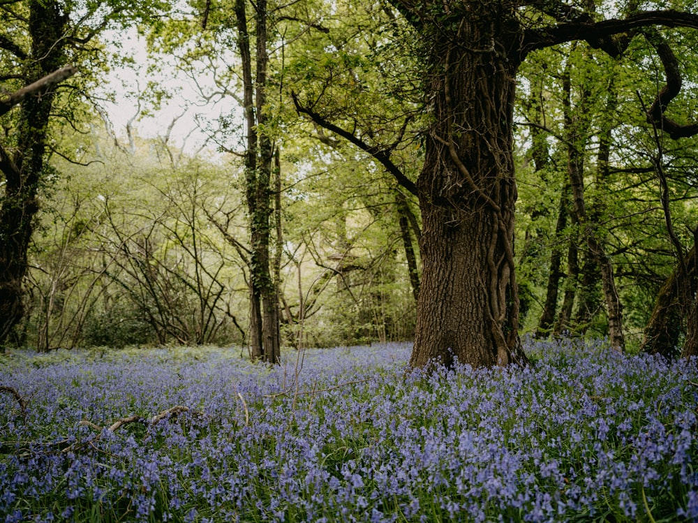 a field of flowers with trees in the background