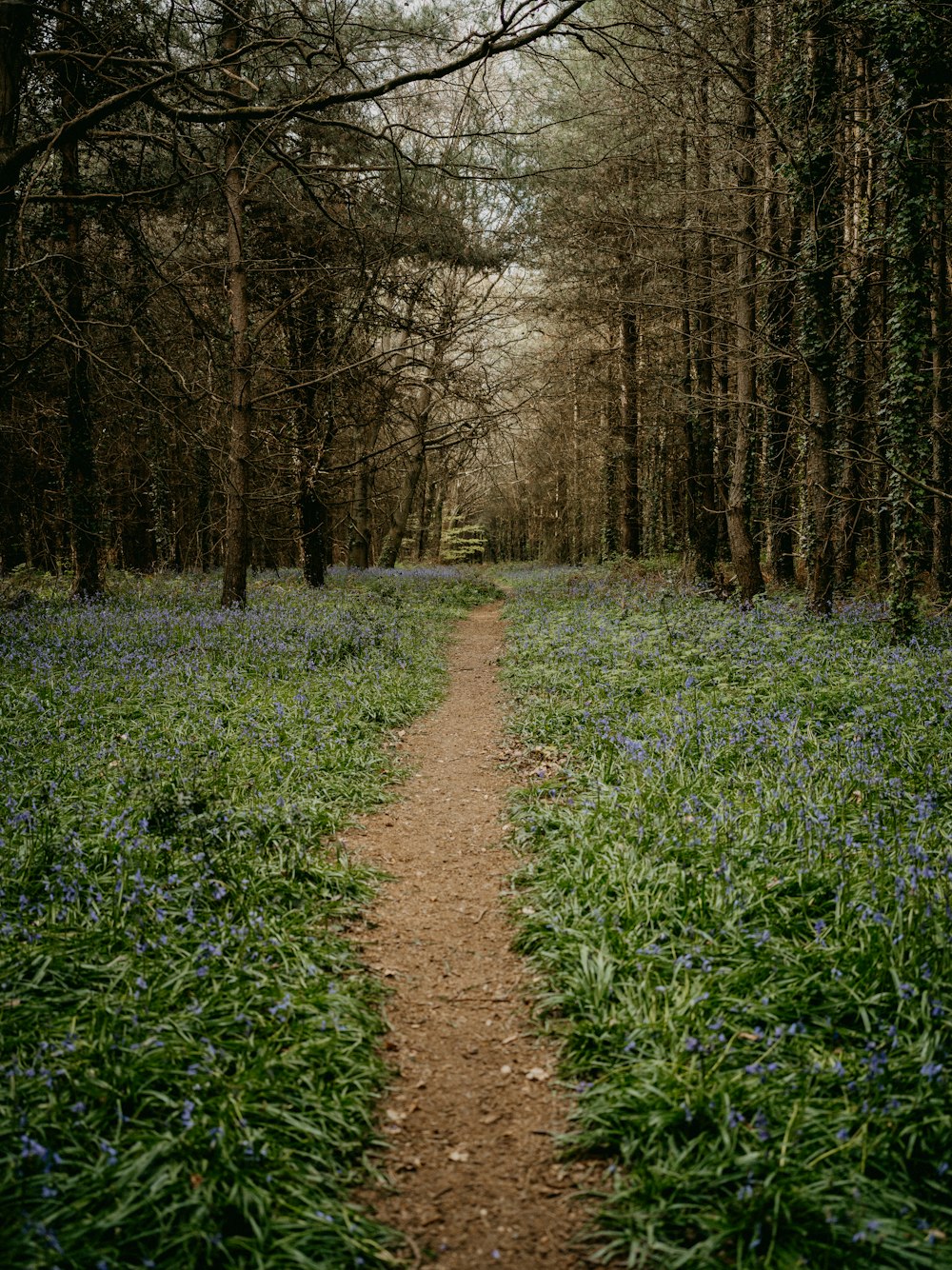 a dirt path through a forest