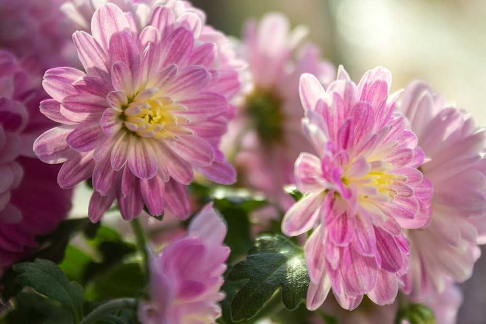 a group of flowers