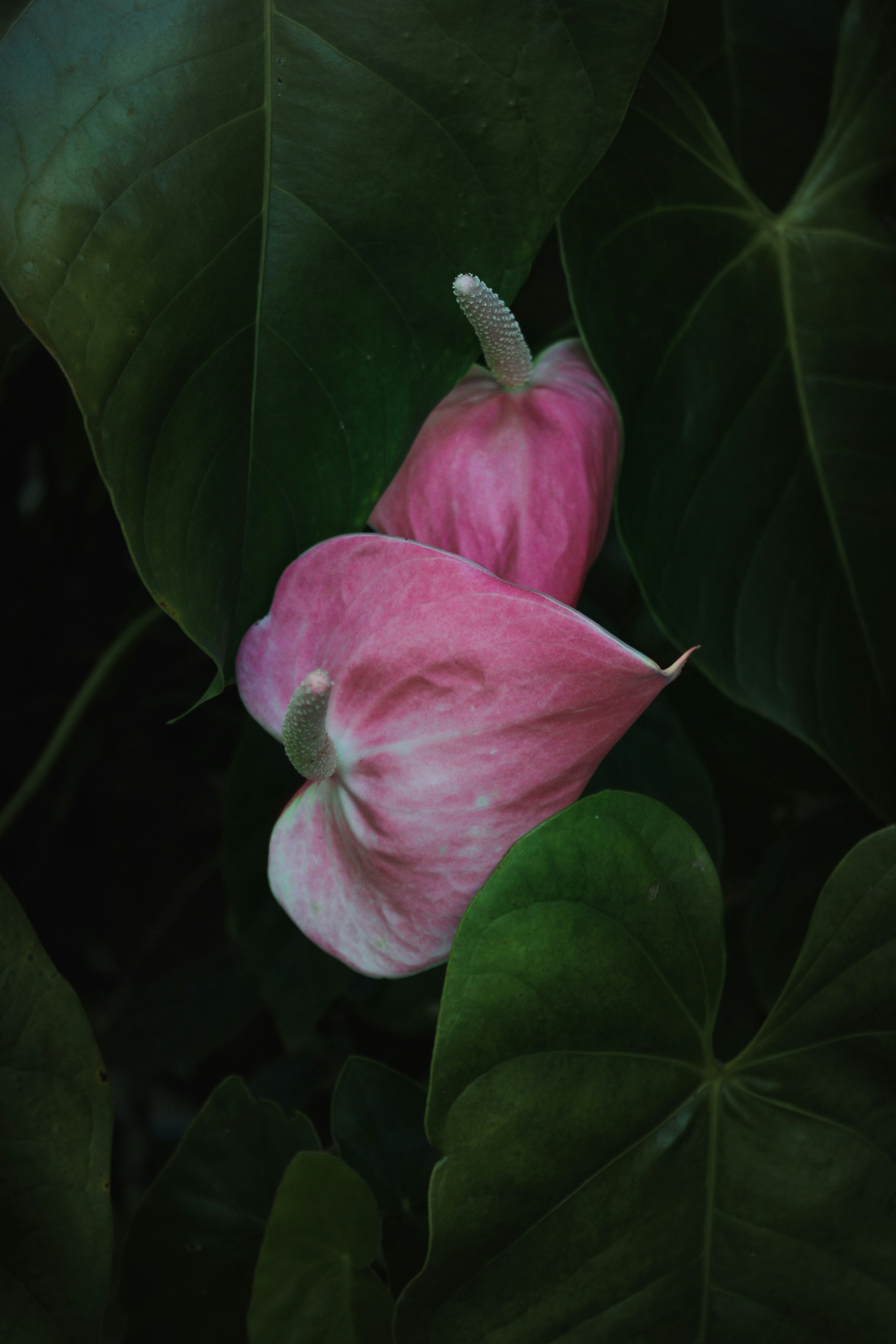 Anthurium Ritma Photos | Télécharger des images gratuites sur Unsplash