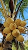 a bunch of yellow fruit on a tree