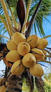 a bunch of yellow fruit on a tree