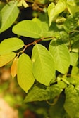 An assortment of vibrant green leaves attached to thin, reddish stems. The leaves are broad and slightly elongated, displaying a lush texture. They are surrounded by other foliage in various shades of green, suggesting a natural and outdoor setting.