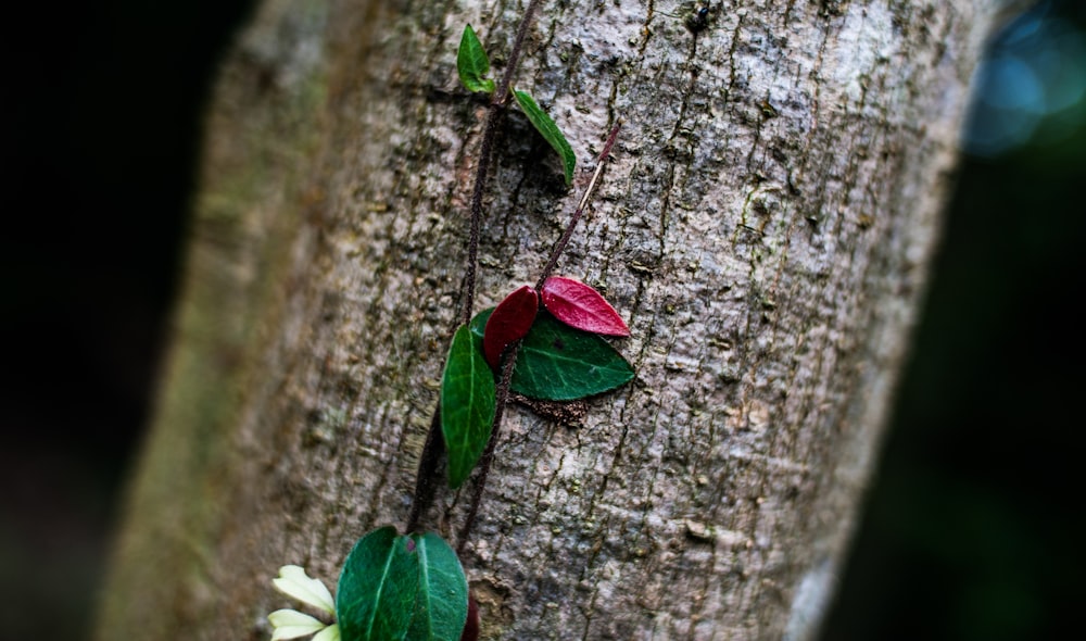 a red flower on a tree
