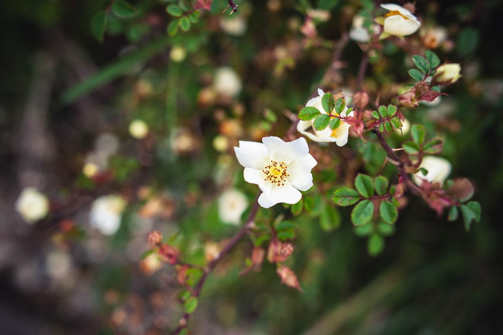 a white flower on a bush