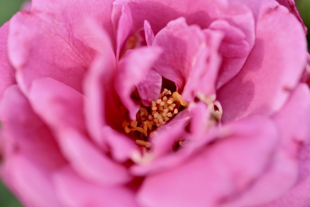 분홍색 꽃의 클로즈업