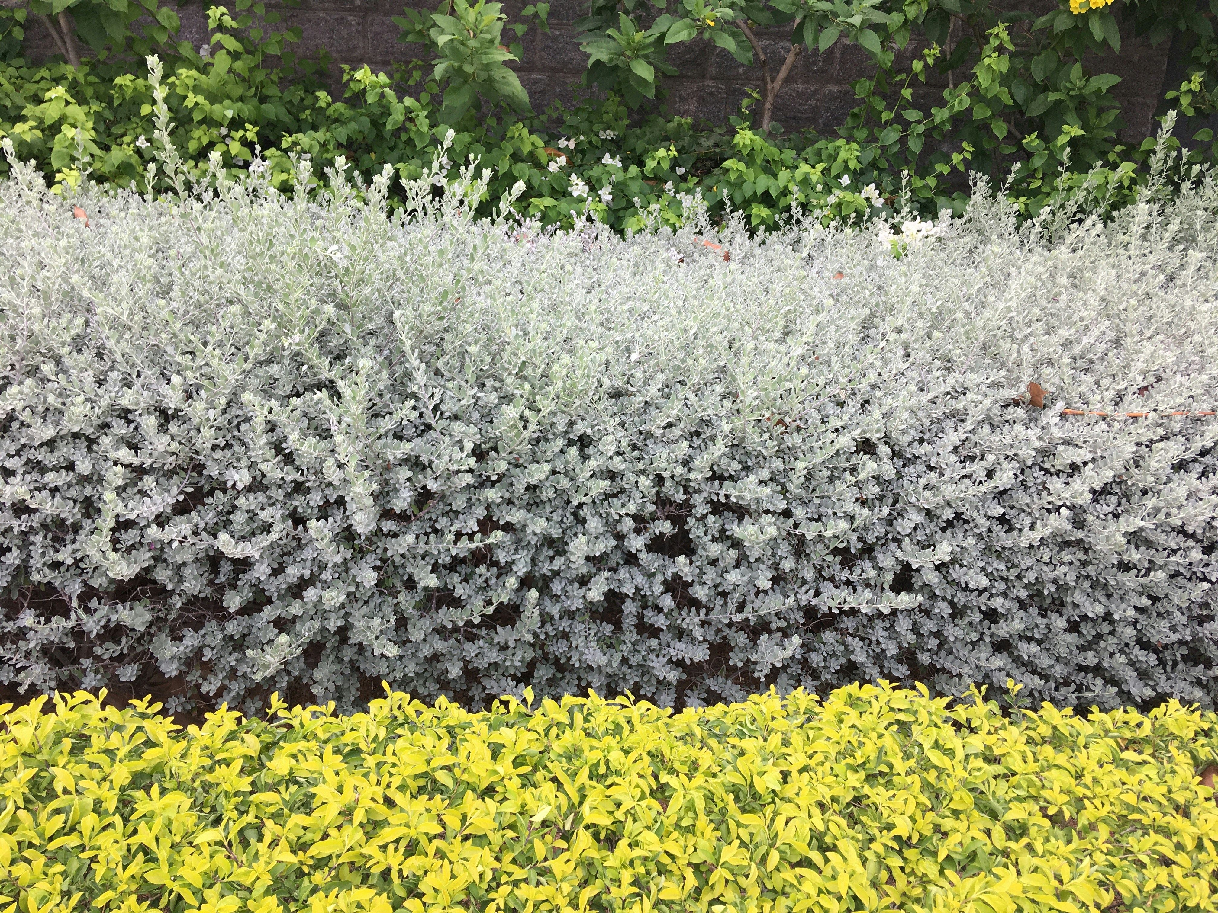 Nachhaltige Pflanzen für jeden Garten