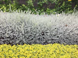 Close-up of freshly trimmed silver gray foliage contrasting with crisp white garden edging.