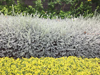 A charcoal grey garden bed border contrasting with fresh green foliage in a commercial property.
