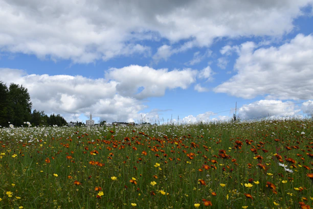a field of flowers