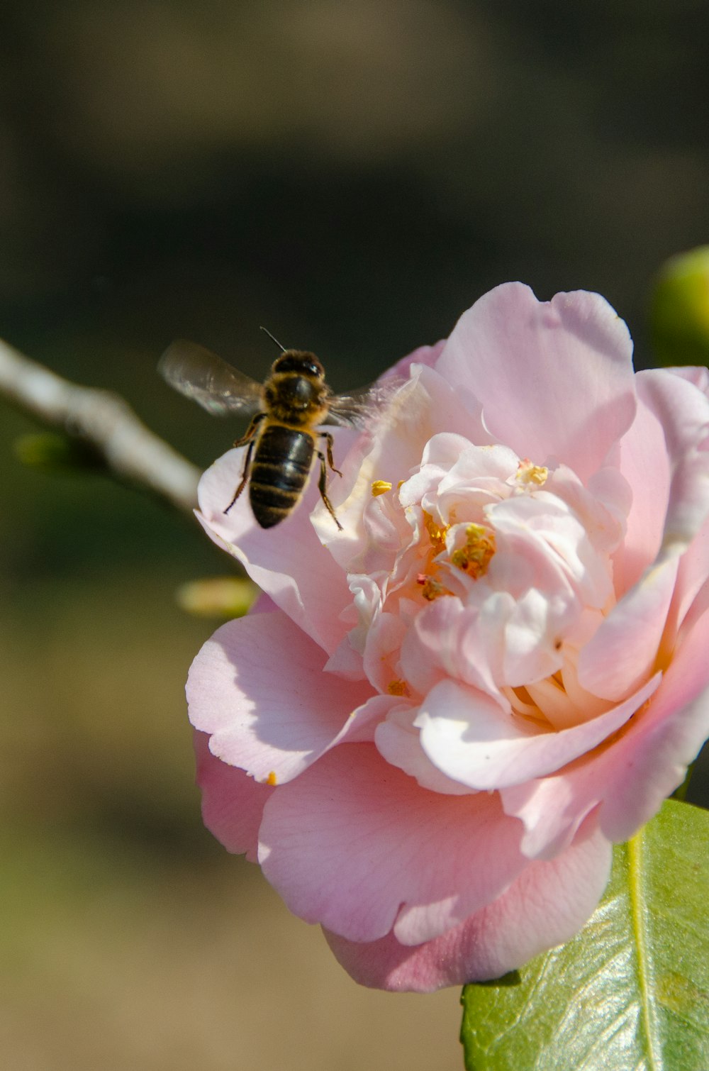 a bee on a flower