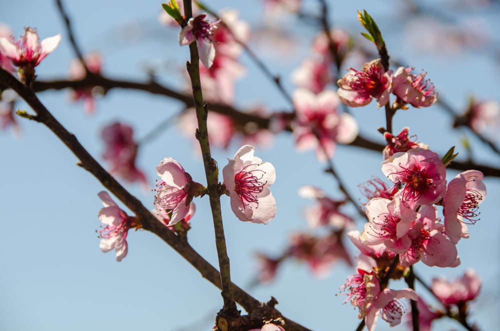 un albero con i fiori rosa