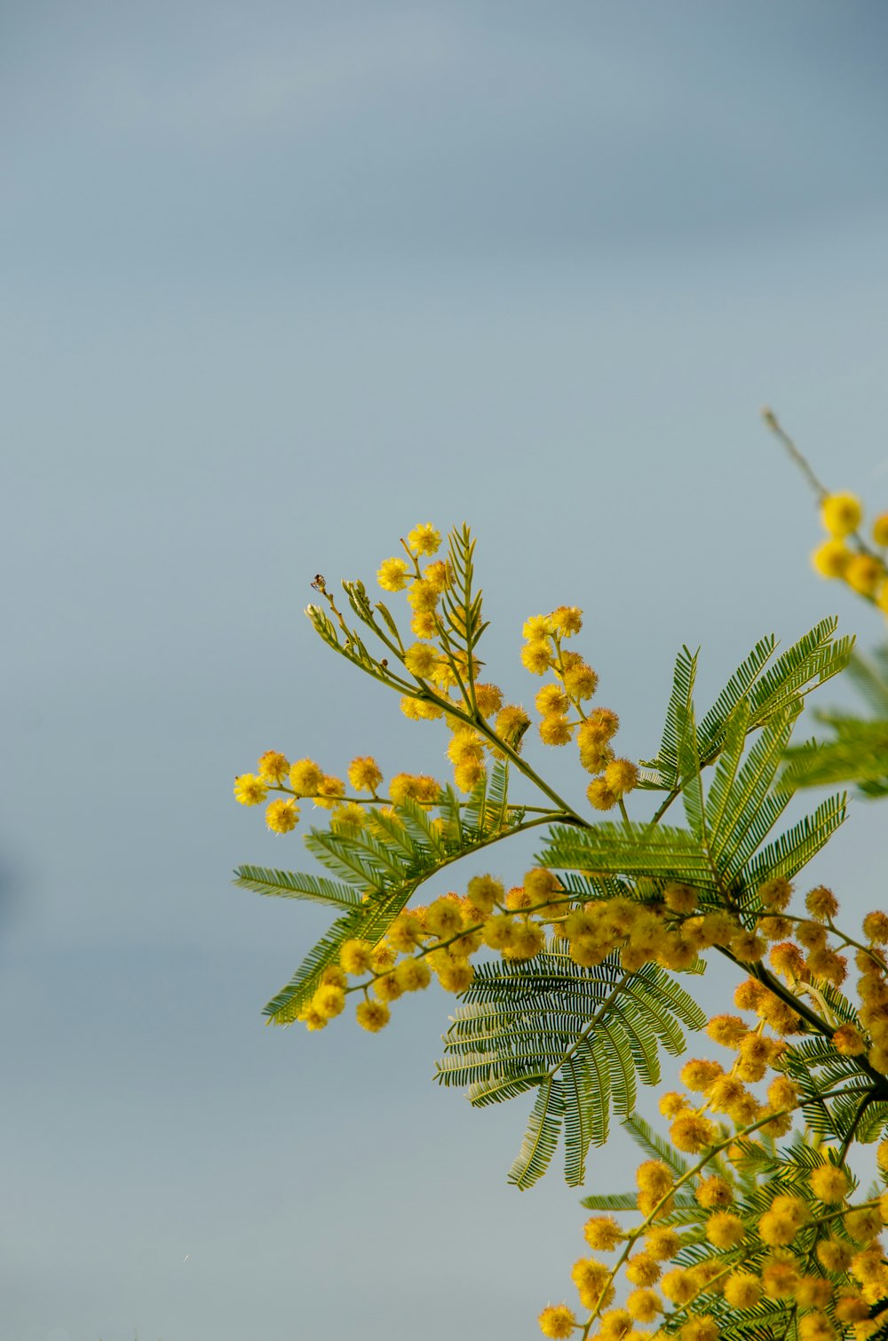 a close-up of a plant