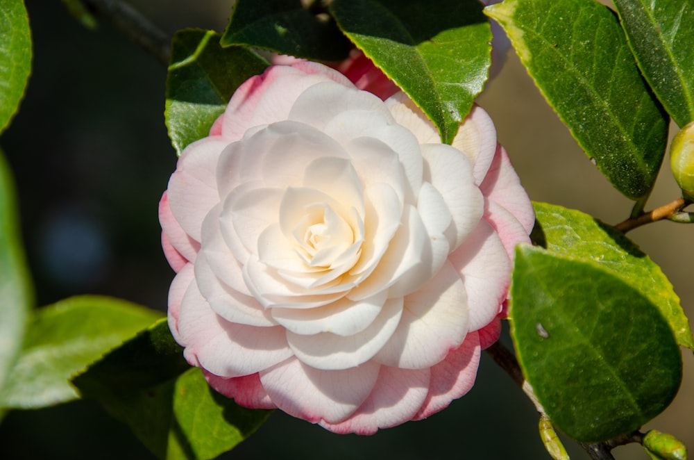 a pink rose with green leaves