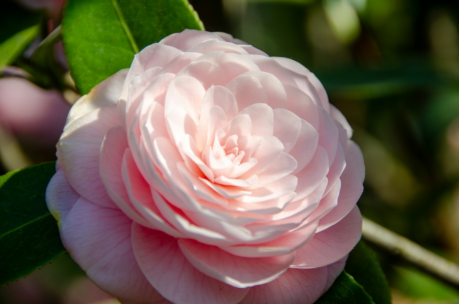 a pink flower with green leaves