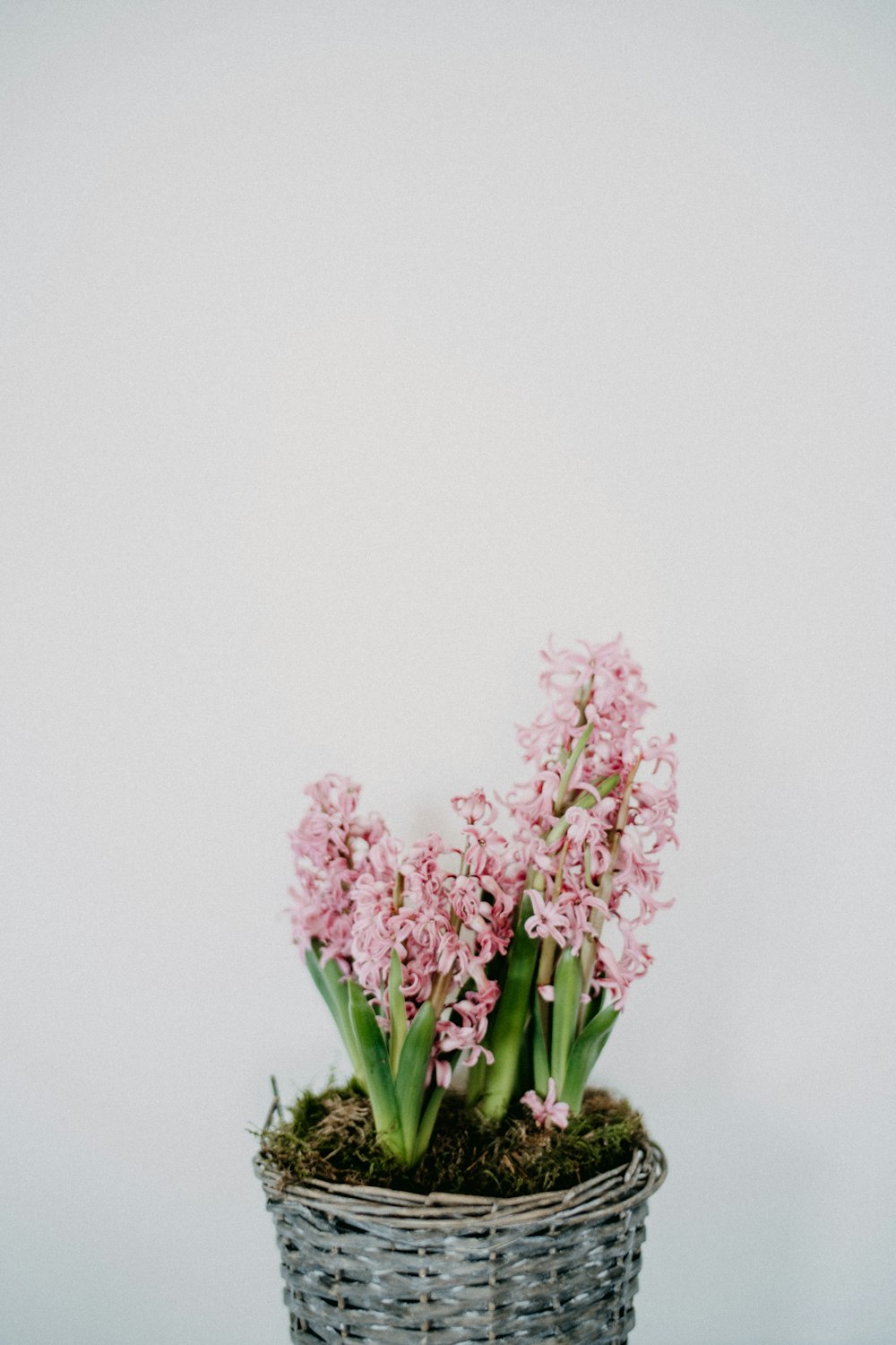 a vase filled with purple flowers