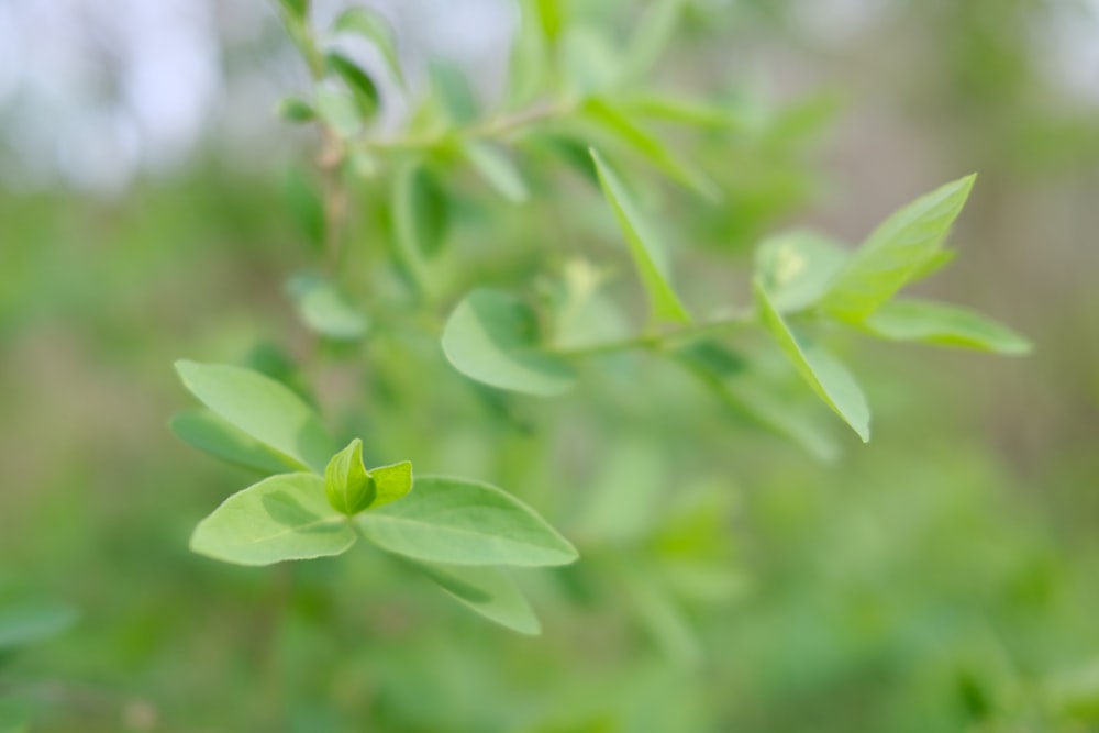 close up of a plant