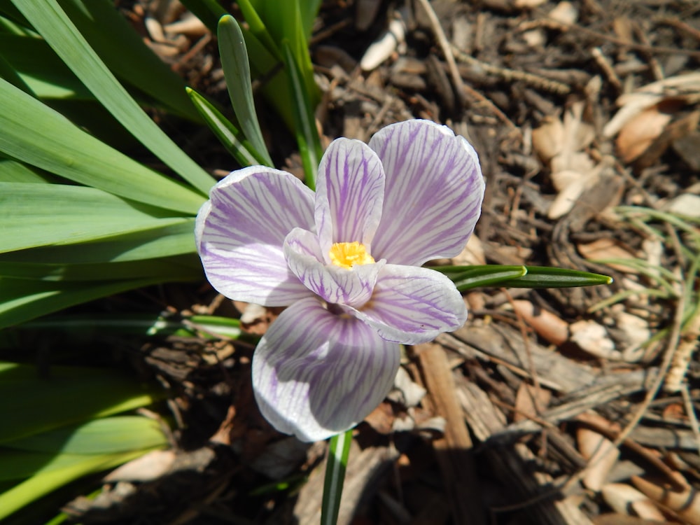 a purple flower in the dirt